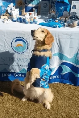 Dog Rash Guard “Turtle Sleeves”- Discontinued 1 Dog Rash Guard “Turtle Sleeves”- Discontinued